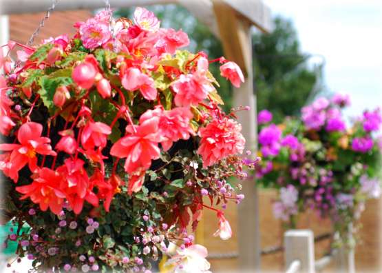 Westerfield Railway Pub Garden